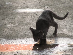 Cat temple_1